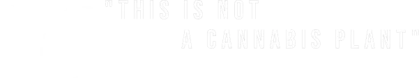 UTOPIA Le Lab - Cannabis Genomics - this_is_not